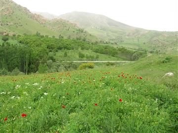 گردنه شادی