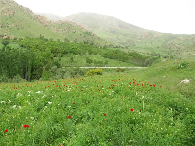 گردنه شادی