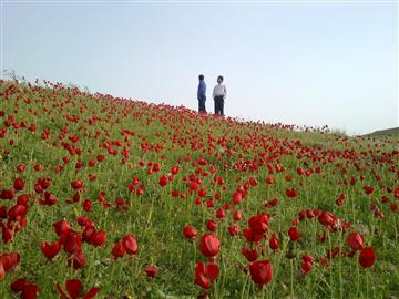 طبیعت زیبای شهرستان لنده روستای ایدنک در ایام بهار