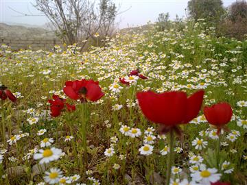گل بابونه در طبیعت روستای ایدنک شهرستان لنده