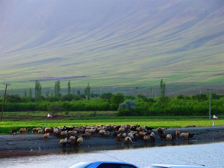 شروع فصل پشم چینی در روستای خان آباد