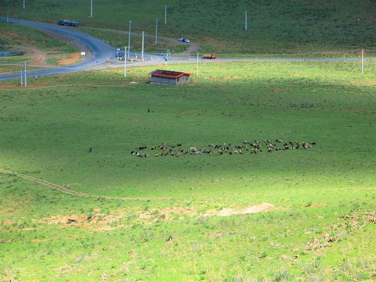 شروع فصل پشم چینی در روستای خان آباد