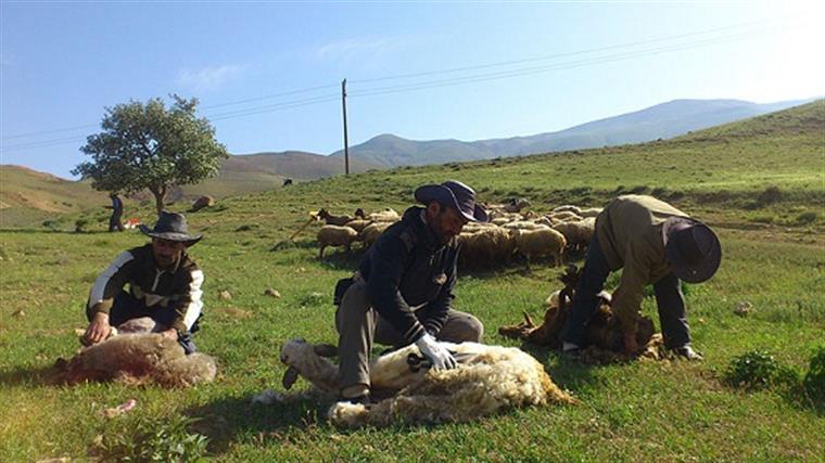 شروع فصل پشم چینی در روستای خان آباد