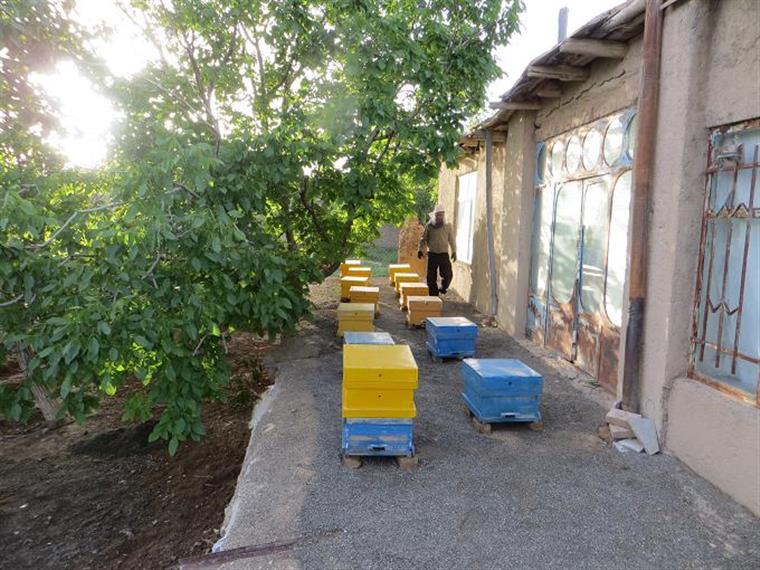 زنبور داری در روستای خان آباد