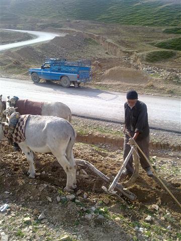 شخم زدن زمین به شیوه سنتی