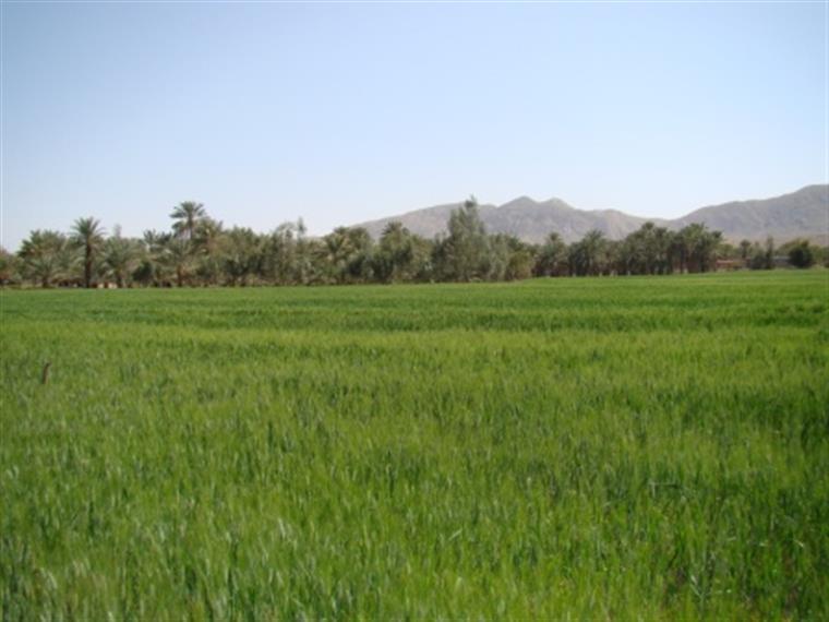 کشاورزی در هرمزگان