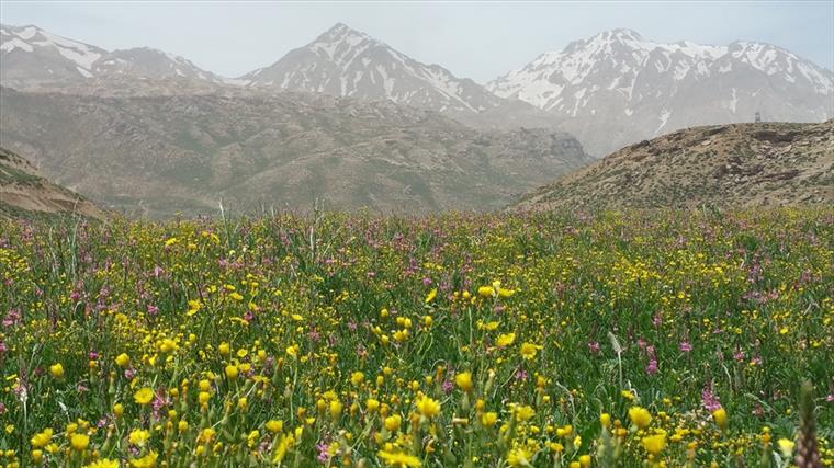 بهار در دامنه های زردکوه