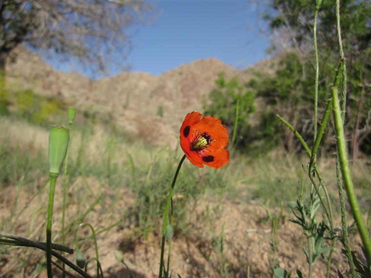 گل صحرایی