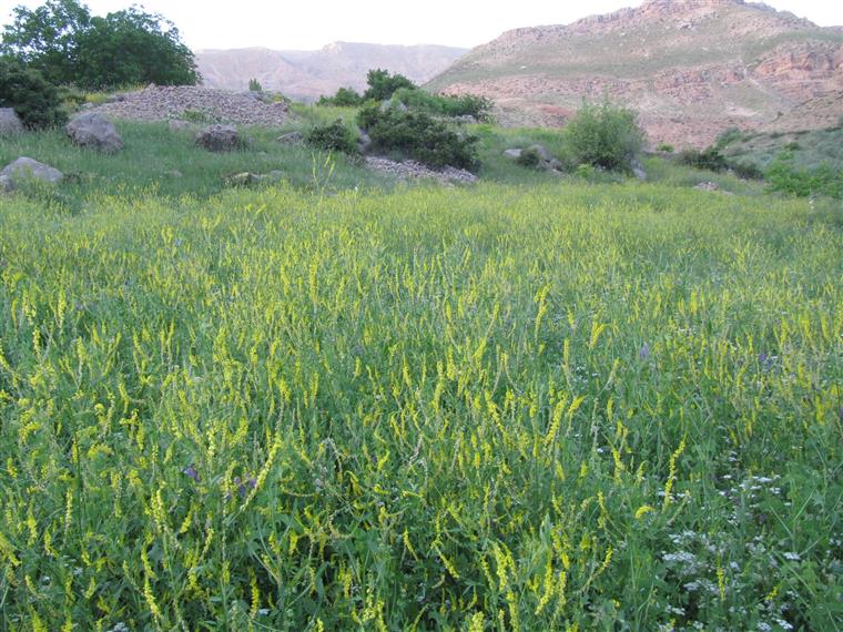 طبیعت بهاری روستای مصیر