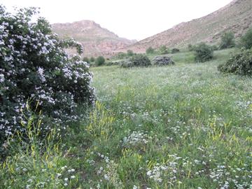 طبیعت بهاری روستای مصیر