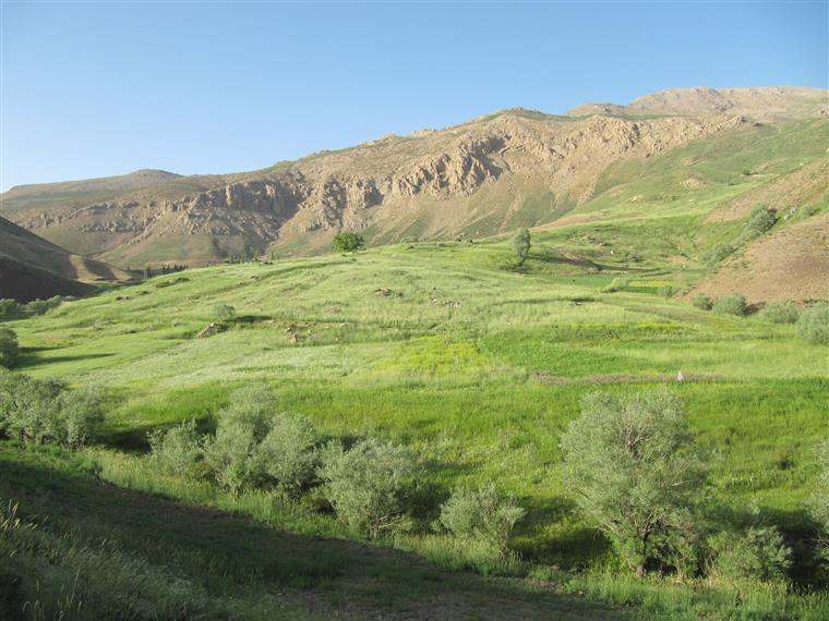 طبیعت تابستانی روستای بندر