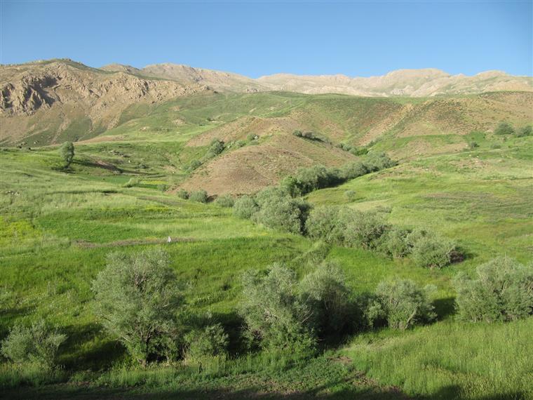 طبیعت تابستانی روستای بندر