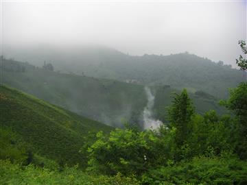 مزرعه چای