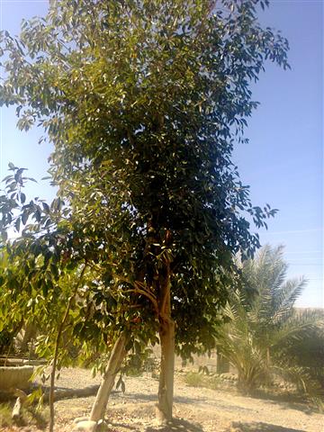 درخت جم هندی