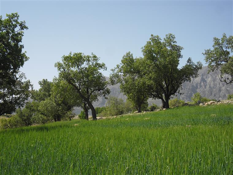 روستای مامازینب