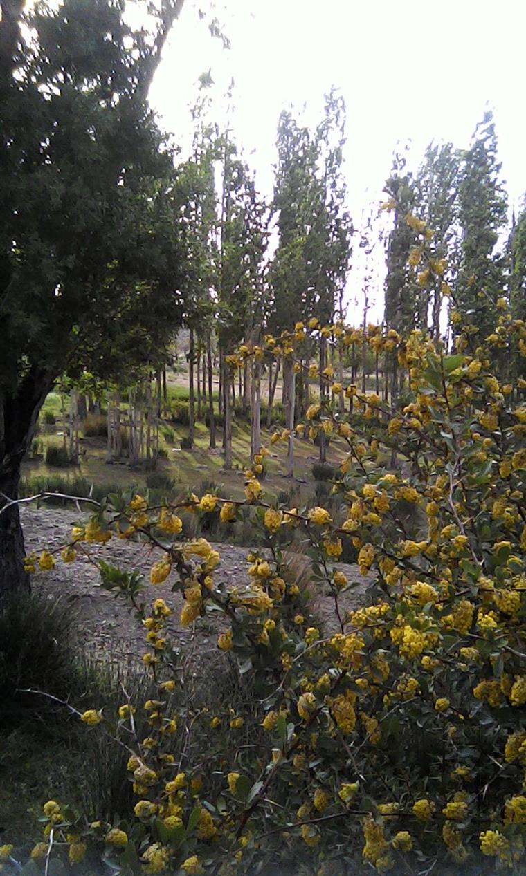 زرشک وحشی