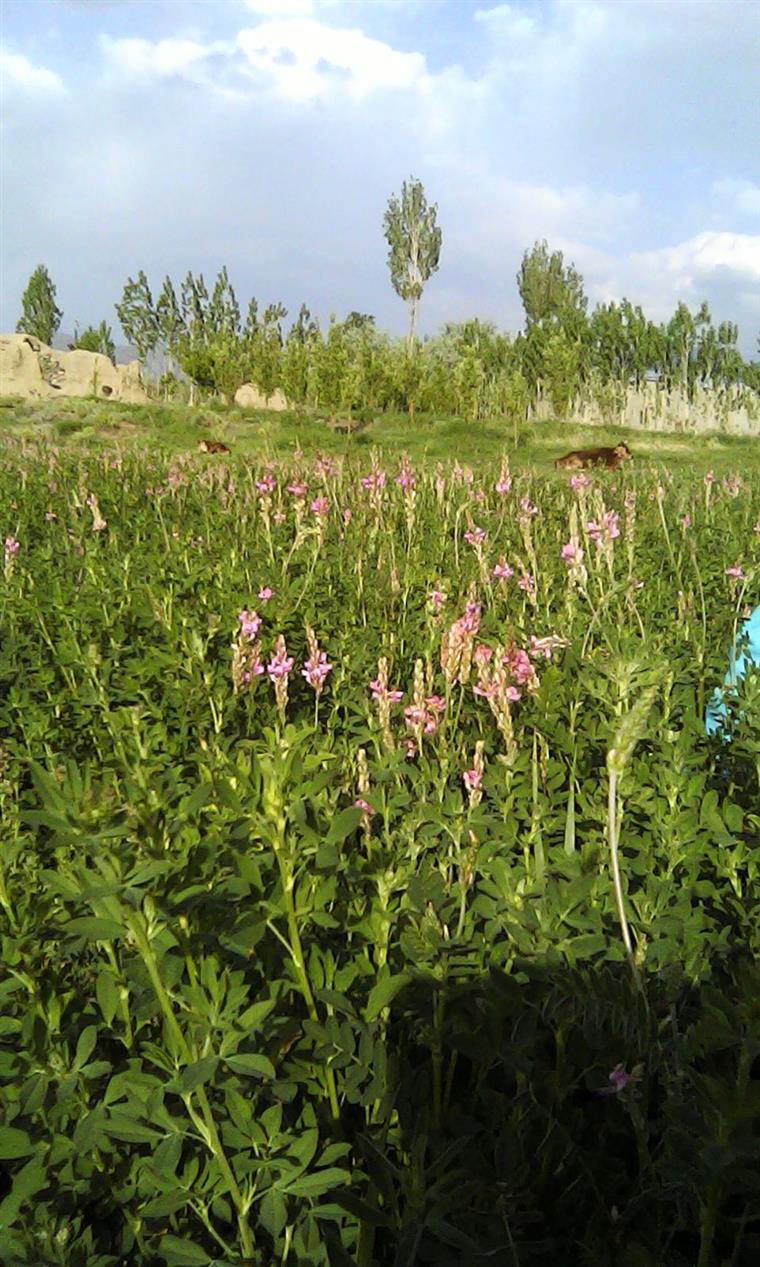 طبیعت  روستای فراش ساردو