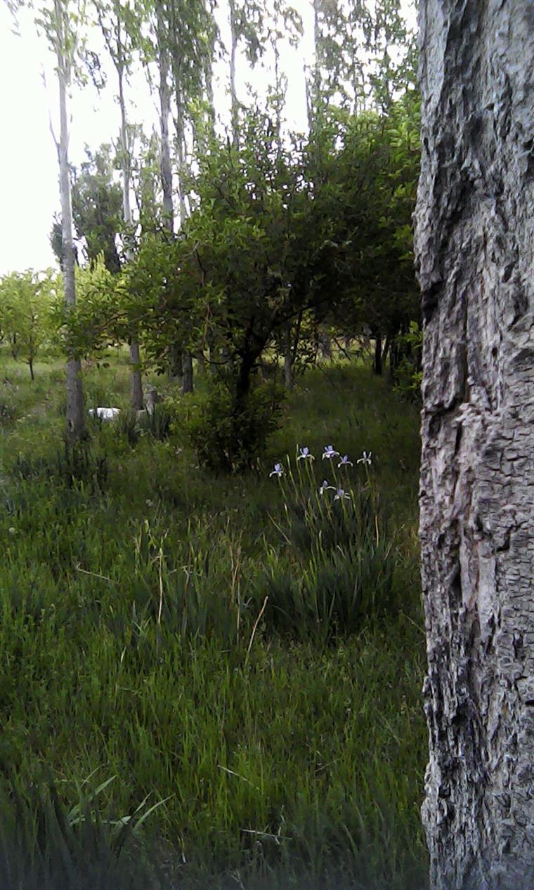 طبیعت  روستای فراش ساردو