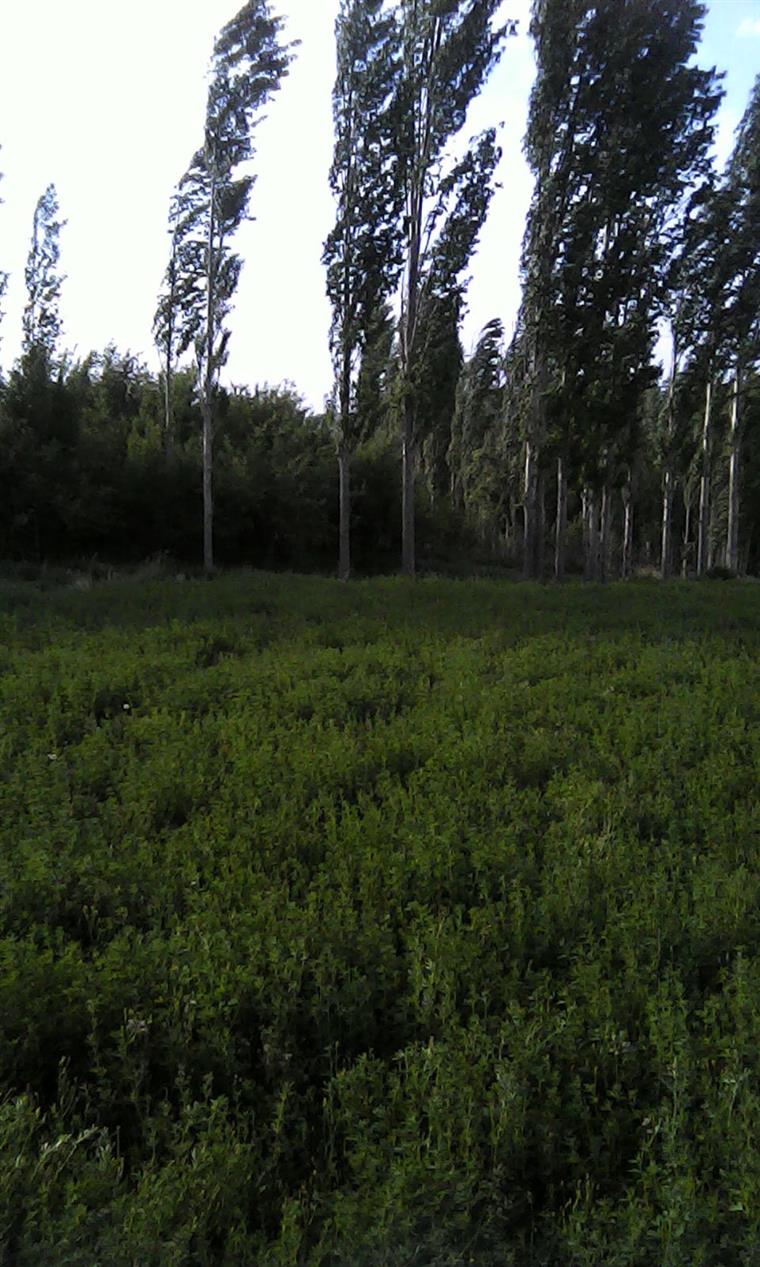 طبیعت  روستای فراش ساردو