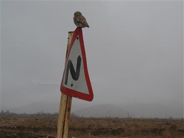 جغد كوچك در روستای مه آلود