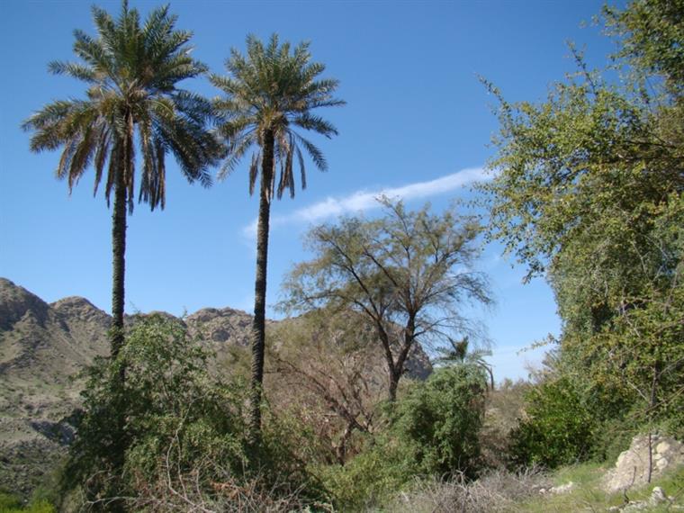 روستای گردشگری جغان -تخت - هرمزگان