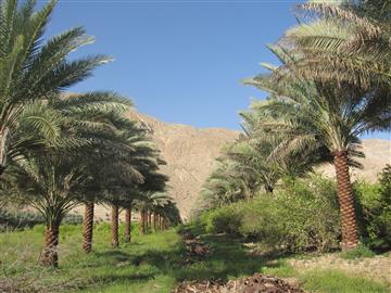 باغستان مرکبات و خرما در جنوب استان فارس