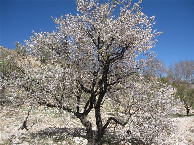 بهار کوهستان استهبان