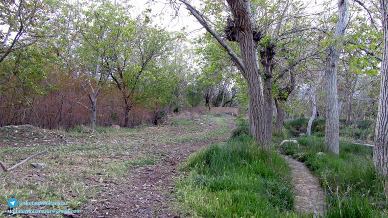 کوچه باغ  روستای افوشته