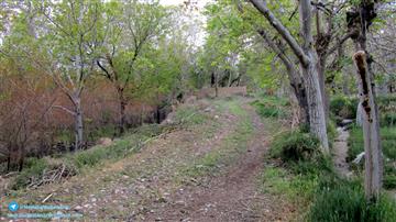 کوچه باغ  روستای افوشته