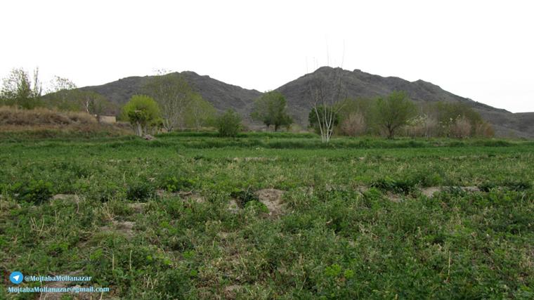 کوه شغاله