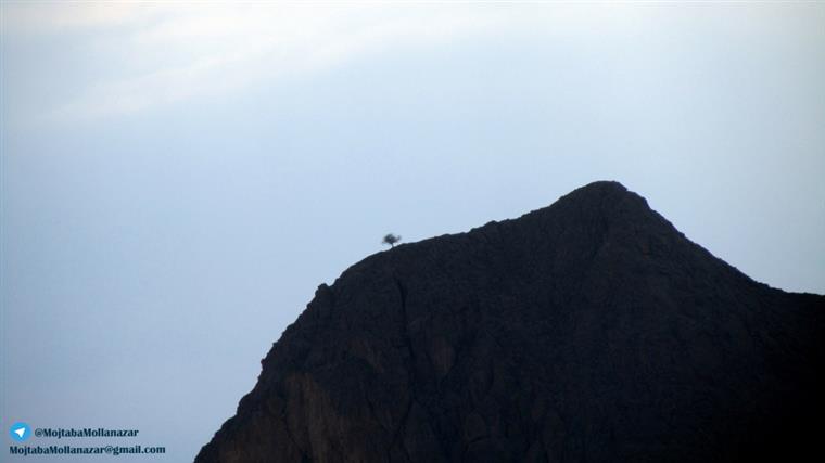 درخت روییده بر فراز کوه روستای فسخود