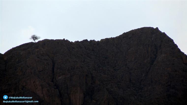 درخت روییده بر فراز کوه روستای فسخود