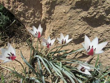 دشت لاله روستای شرب العین