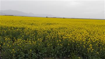 طبیعت بهاری شهرکدکن