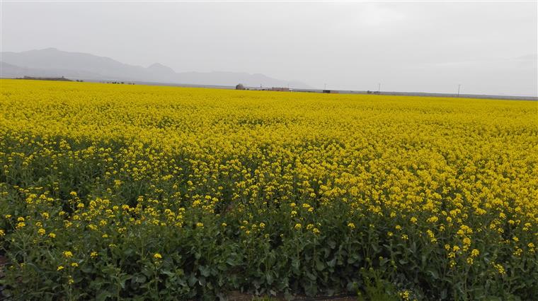 طبیعت بهاری شهرکدکن