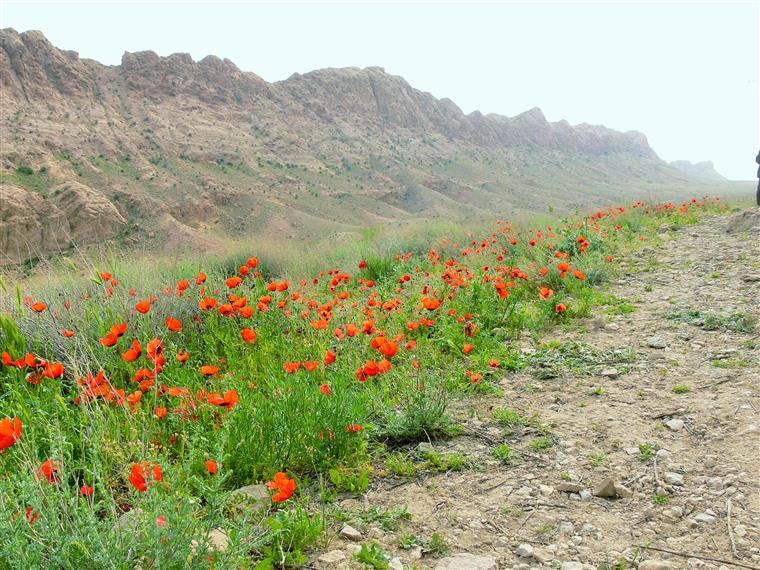 دره  (پره) هندوستان - شهر اسفدن