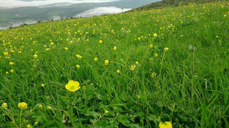 روستای پش