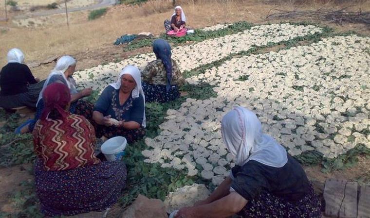 شروع فصل تولید قره قوروت در روستای خان آباد