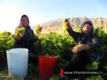 تهیه شیره انگور ،روستای خان آباد