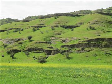 فرش زمرّدین بهاری