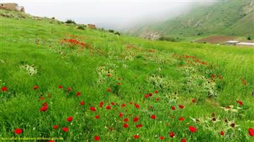 ییلاق روستای سیاهپوش قزوین