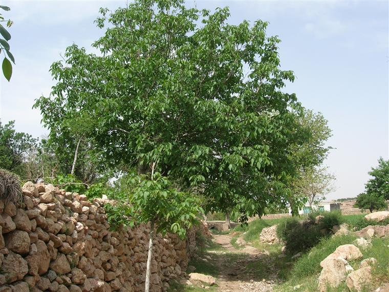 باغستان چرمه