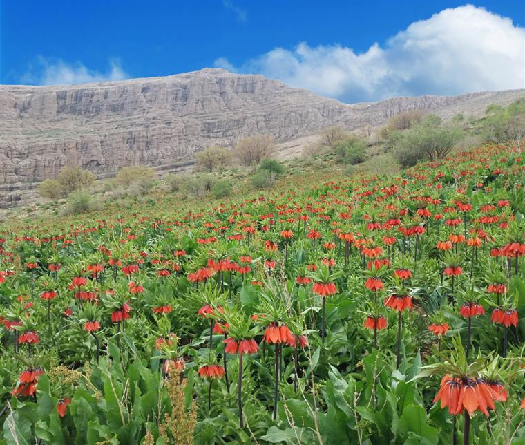 دشت لاله واژگون رزستان دورود، بهشت طبیعت ایران