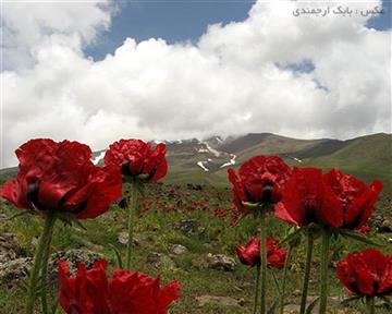 دشت شقایق