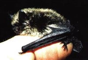 خفاش سبیل دار Myotis mystacinus 
