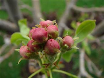 این میخواد گلابی بشه