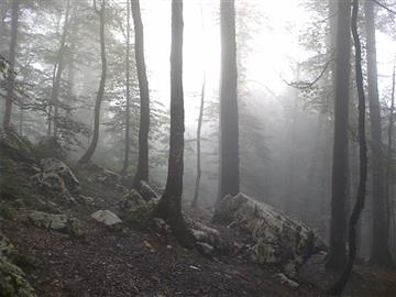 جنگل و مه