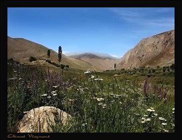 در گلستانه ...