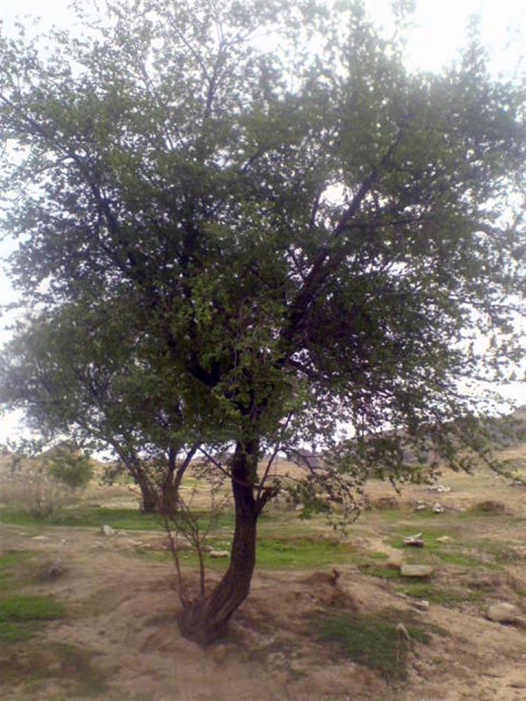 درخت کنار (سدر)