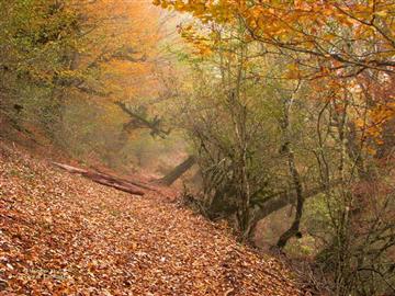 رویای پاییز...